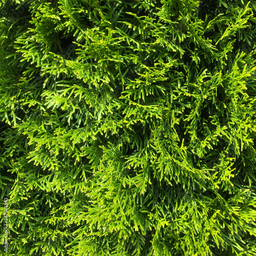Green Thuja occidentalis Columna texture macro photo