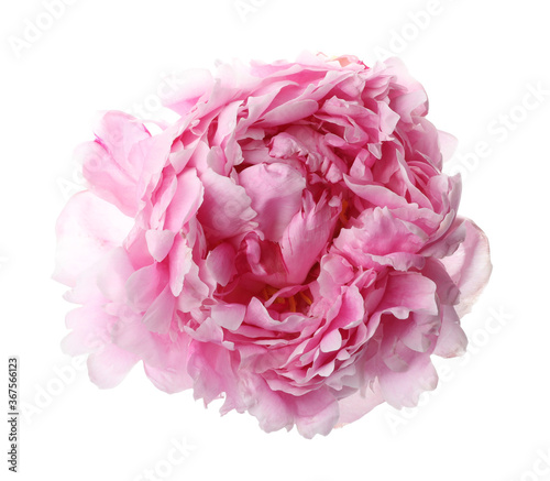 Fototapeta Naklejka Na Ścianę i Meble -  Beautiful pink peony flower isolated on white