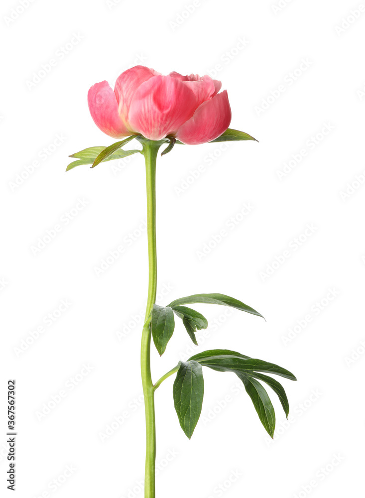 Beautiful blooming pink peony isolated on white