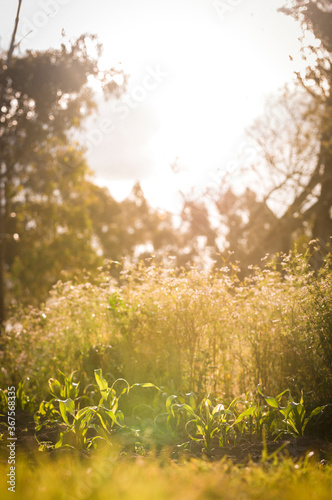 sunset with yellow flowering plants with the background out of focus in the golden hour