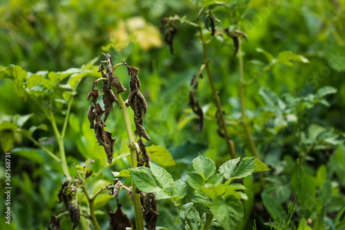 potato diseases, diseased potato tops: macrosporiosis,late blight,phytophthora