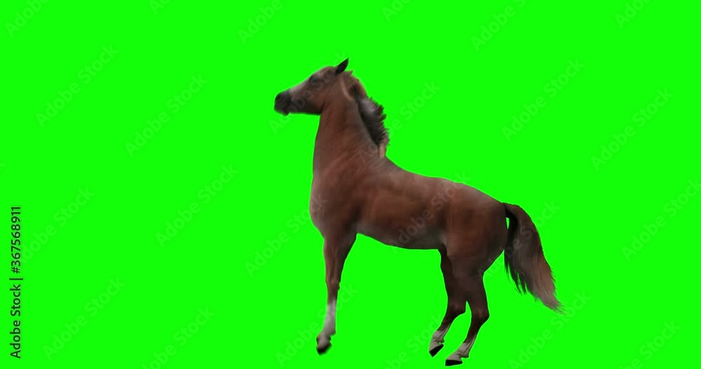 Red horse rearing. Isolated animation. Green Screen Red horse rearing. Isolated animation. Green Screen