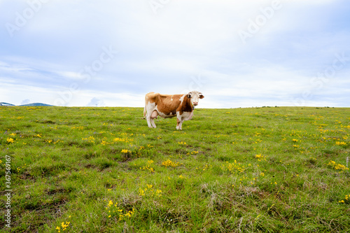 A cow on a pasture stock photo © Jovan