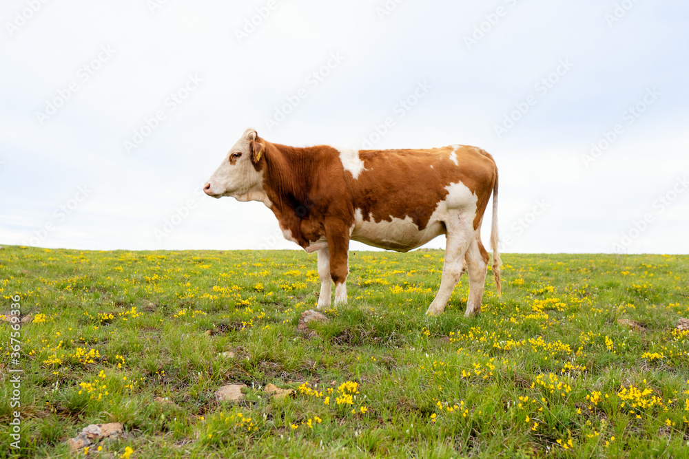 Brown cow standing in the field