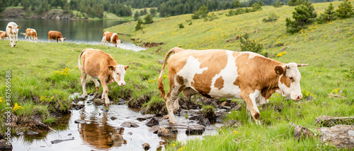 A Cows in the water