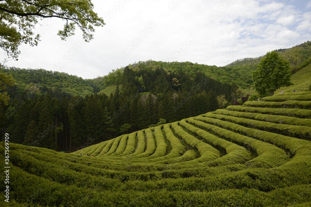 Beautiful scenery of a green tea farm in Bosung at daytime