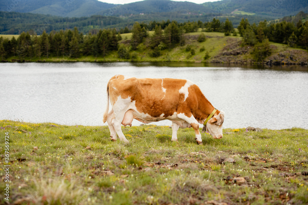 A cow grazing the grass by the river