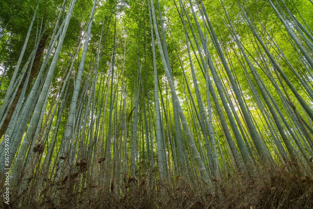 Sagano Bamboo Forest