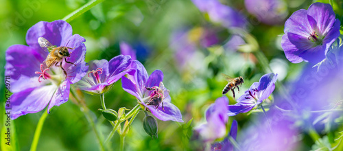 honey bees in the garden