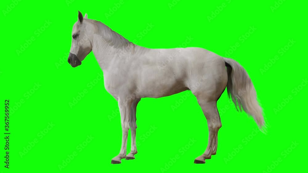 White horse standing. Isolated and cyclic animation. Green Screen White horse standing. Isolated and cyclic animation. Green Screen