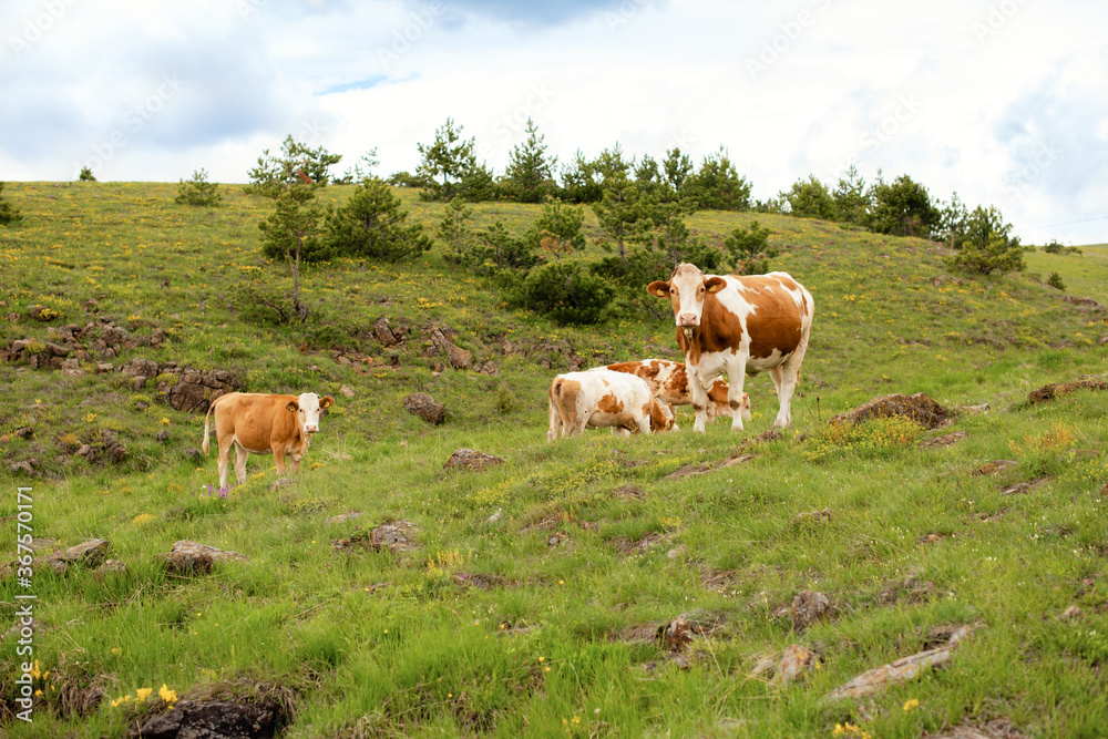 A brown cows on a meadow