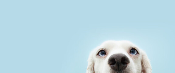 banner hide funny puppy dog with blue eyes. Isolated on blue background.