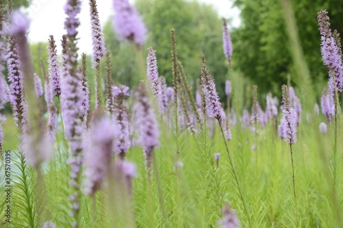 Closeup shot of a field of beautiful purple lavender flowers in Ilsan Lake Park