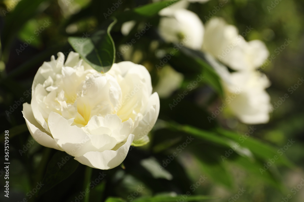 Closeup view of blooming white peony bush outdoors Closeup view of blooming white peony bush outdoors