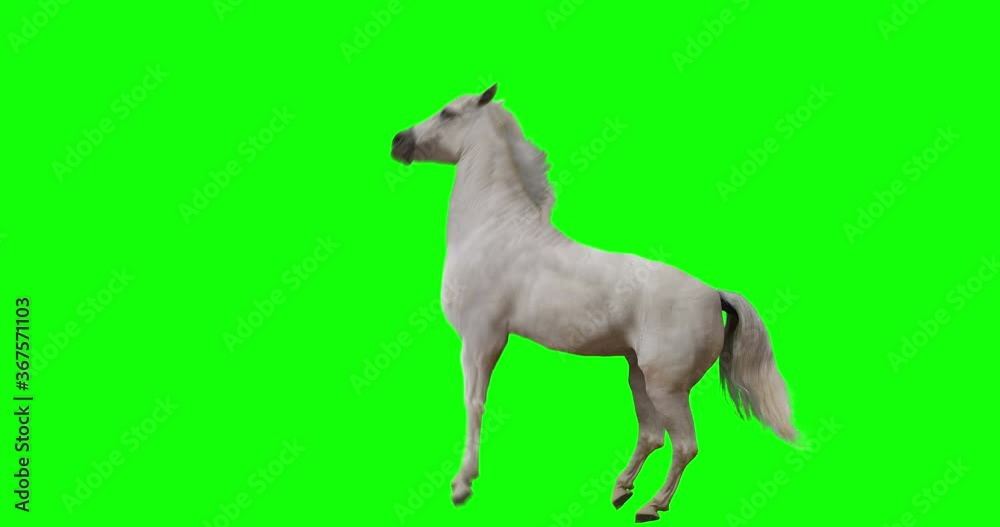 White horse rearing. Isolated animation. Green Screen White horse rearing. Isolated animation. Green Screen
