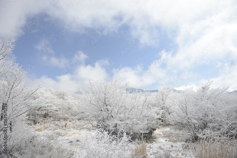 Beautiful snowy scenery on a blight blue cloudy sky background at the Jeju Island in South Korea Beautiful snowy scenery on a blight blue cloudy sky background at the Jeju Island in South Korea