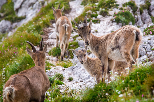 Fototapeta Naklejka Na Ścianę i Meble -  Alpine Ibex Male Animals on the Mountain Rocks, Montasio, Friuli Venezia Giulia, Julian Alps, Italy