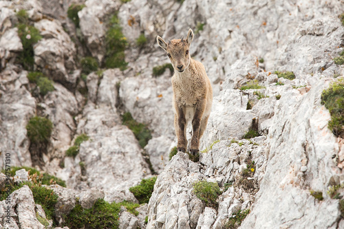 Young Alpine ibex  Capra ibex  perched on rock