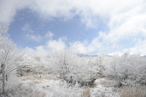 Beautiful snowy scenery on a blight blue cloudy sky background at the Jeju Island in South Korea