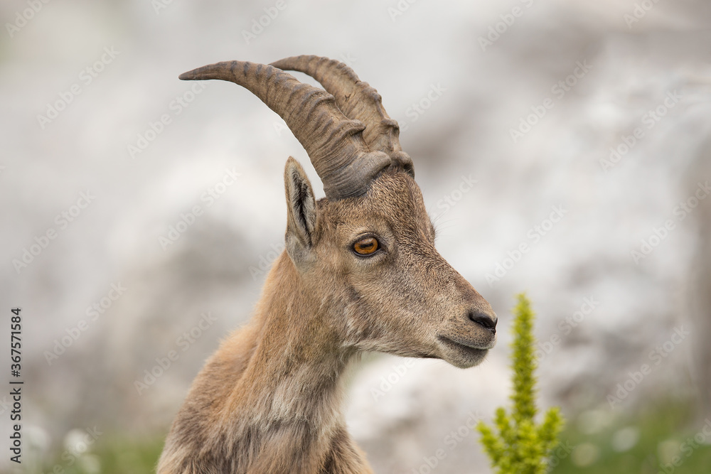 Young Alpine ibex (Capra ibex) portret