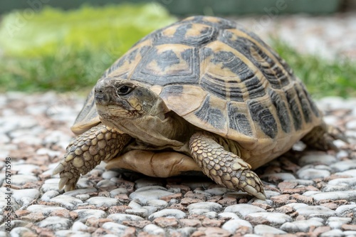 Terrestrial turtle in the garden © giadophoto