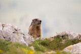 Alpine marmot (Marmota marmota) on the rock