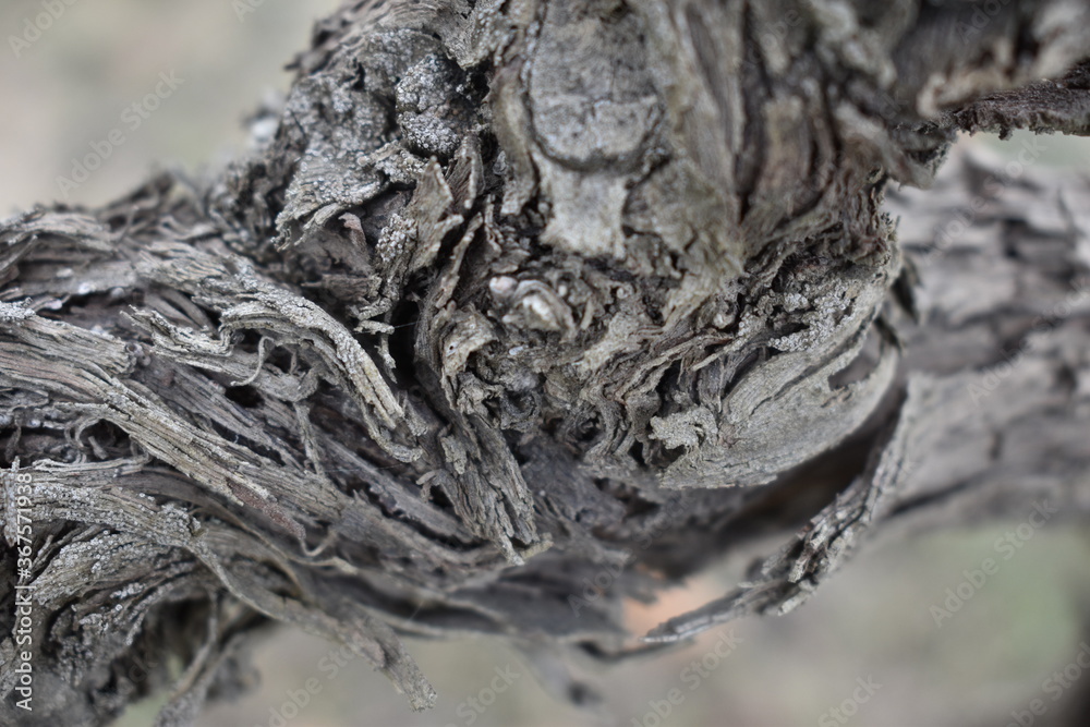 The dry old olive tree in Tuscany Italy