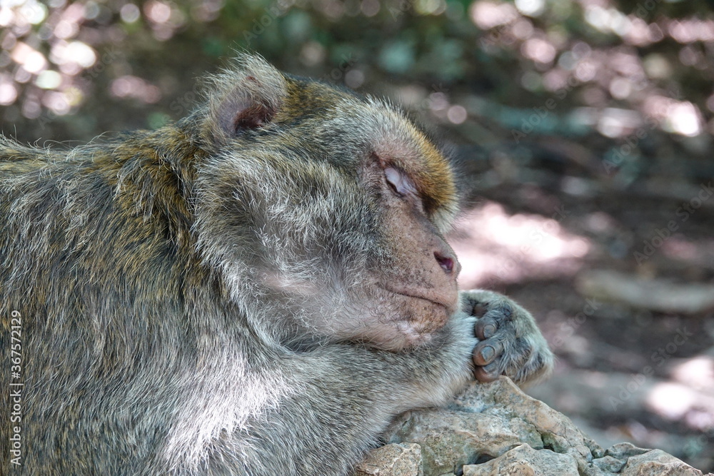Fototapeta premium singe dort dans la foret