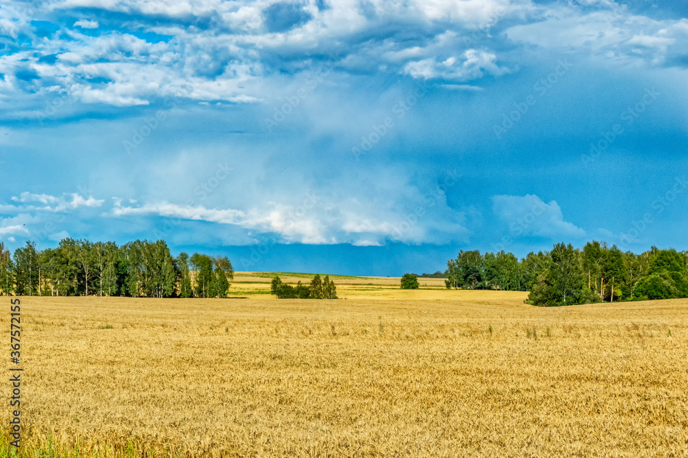 Fototapeta premium A field of ripe wheat against a blue sky. Harvest. Wheat on the background of the sky with clouds, a field of ripe wheat ears of Golden color.