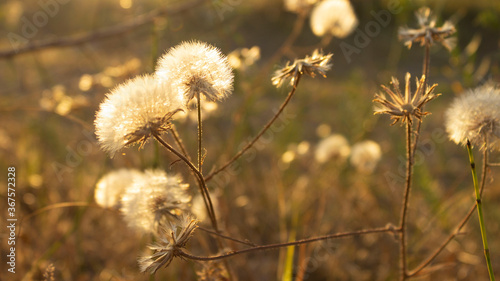 inflorescences of dry meadow flowers in the golden hour / before sunset in summer