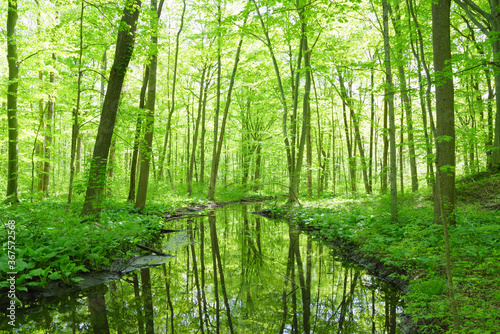 Spring Woodland With New Green Foliage Along The Looking Glass River Near Dewitt, Michigan, USA in May.
