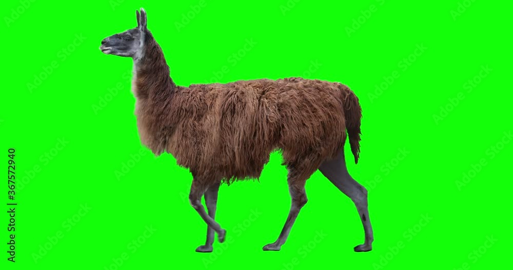Red llama walking. Isolated and cyclic animation. Green Screen.