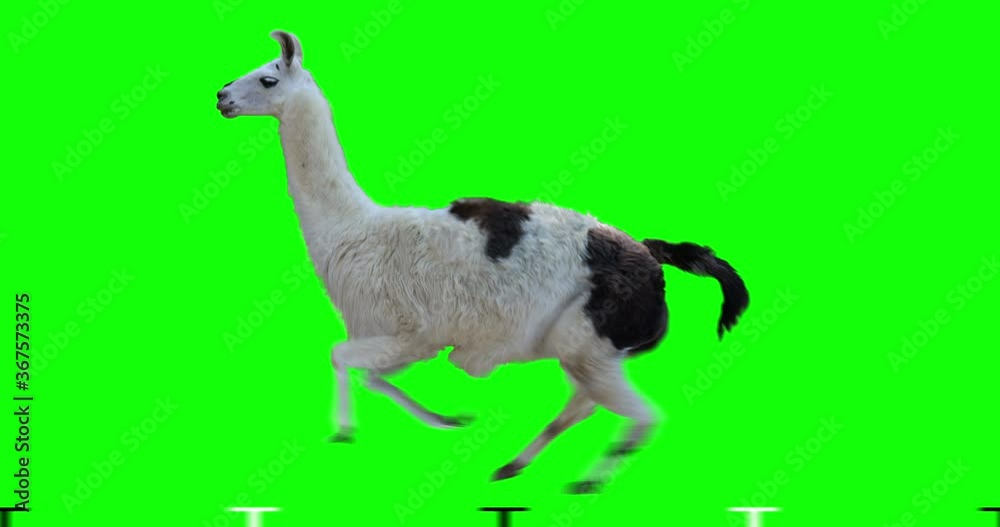 White llama running. Isolated and cyclic animation. Green Screen.