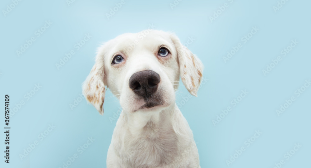 Portrait cute puppy dog with colored eyes. Isolated on blue background.