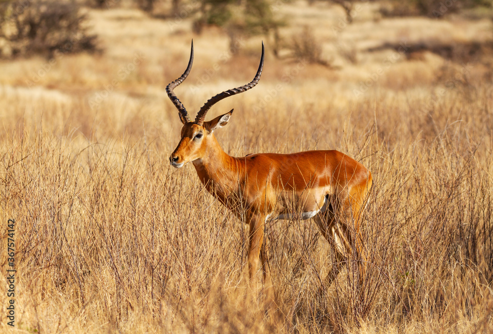 Impala male buck with lyre-shaped horns, Aepyceros melampus, in dry savanna. Samburu National Reserve, Kenya, Africa. Spiral horns on antelope seen on African safari safari holiday Impala male buck with lyre-shaped horns, Aepyceros melampus, in dry savanna. Samburu National Reserve, Kenya, Africa. Spiral horns on antelope seen on African safari safari holiday