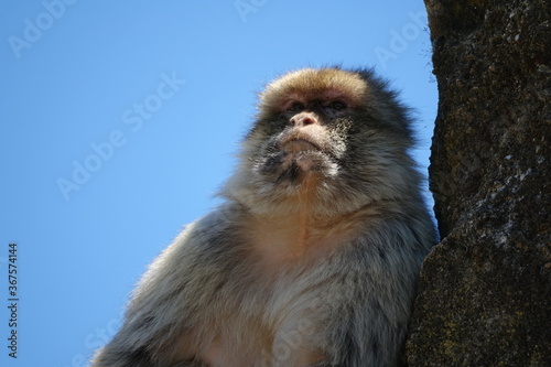 grand singe sur un rocher ciel bleu © franz massard