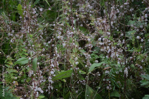 Flowers of a greater dodder, Cuscuta europaea, a parasitic plant from Europe. photo