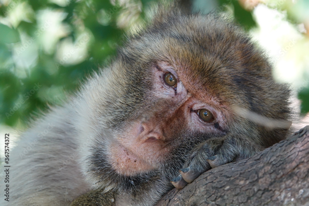 Obraz premium singe tete sur un arbre regard en gros plan
