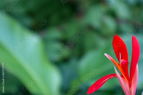 Beautiful Canna Indica Red flower. This plant also known as Canna paniculata. 