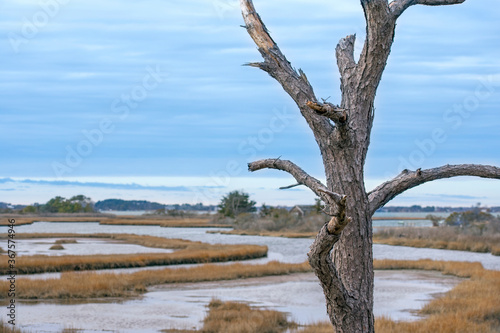 dead tree on the shore © Jessica Arnold