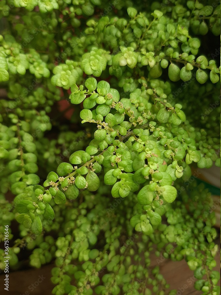 fresh green broccoli fresh green broccoli