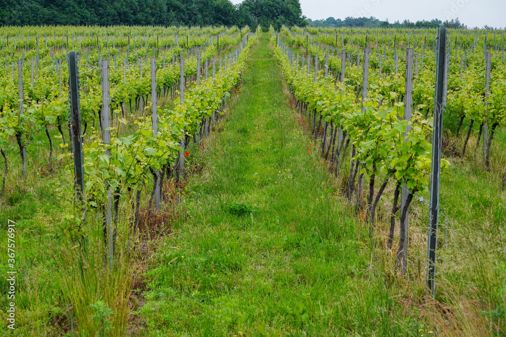 Rows of young grapes in the spring, the winery in countryside. Mountains, landscape in Poland, Krakow. Vegetation, europe.