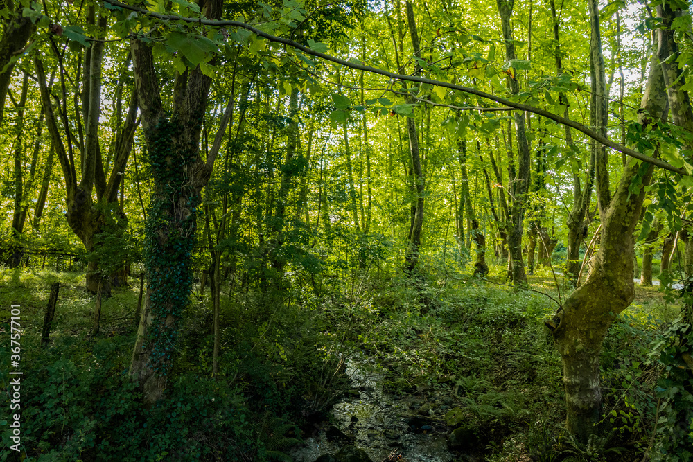 Obraz premium Cueva de Zugarramurdi