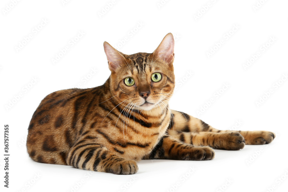 Beautiful brown cat isolated on white background Beautiful brown cat isolated on white background