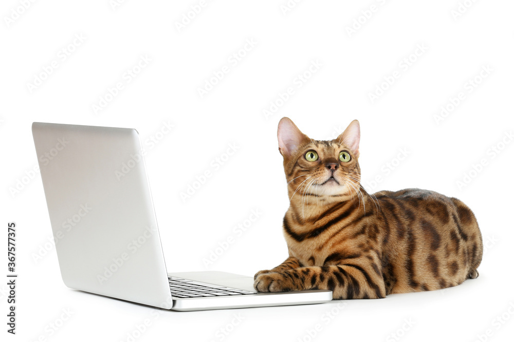 tabe fly fuzzy Beautiful brown cat with laptop computer isolated on white background  Stock-foto | Adobe Stock