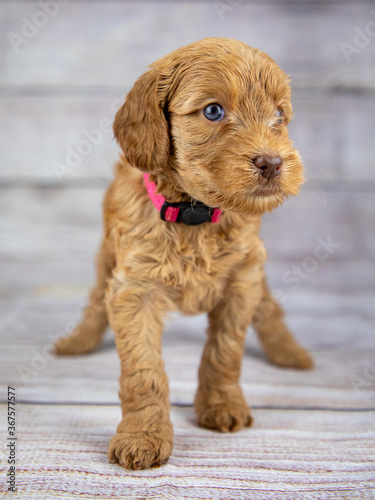 5 week old Australian Labradoodle puppy