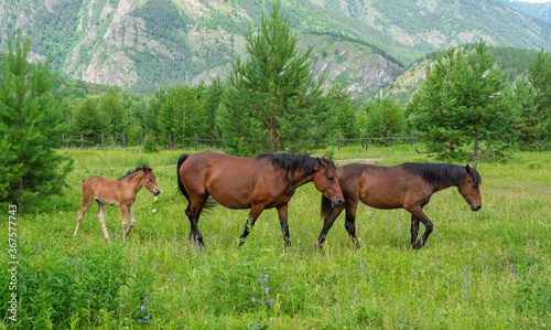 Family of horses on an alpine meadow in the mountains.