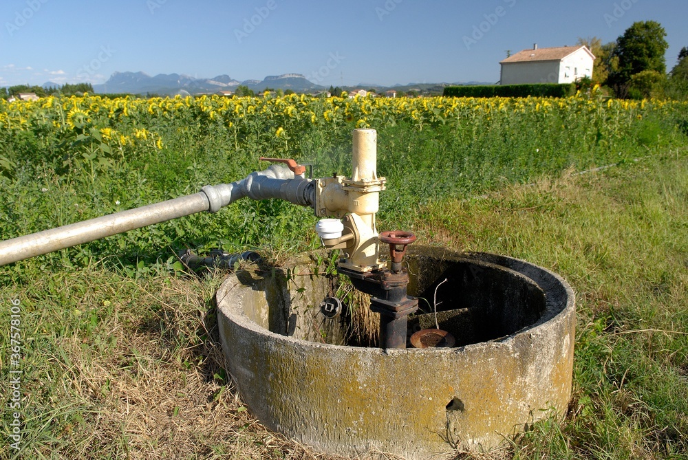 Arrosage automatique champ de tournesol