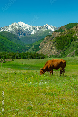 Brown cow in the meadow against the background of snow-capped mountains © Irina