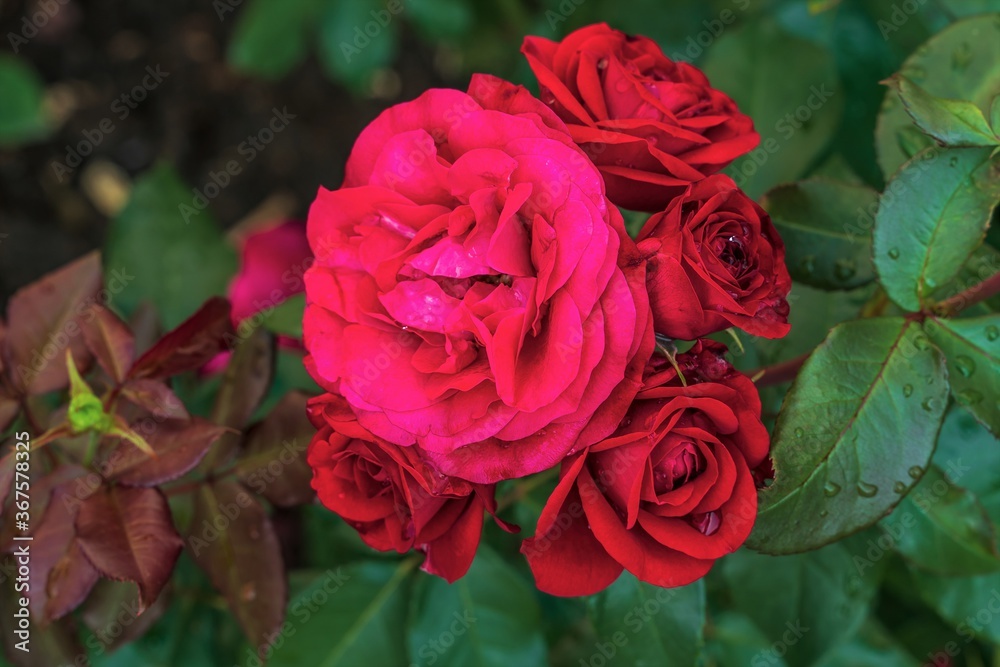 Red roses on a background of green foliage close-up.